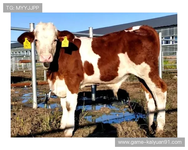 欧博abg代理常见问题解答：新手代理必看的实用指南